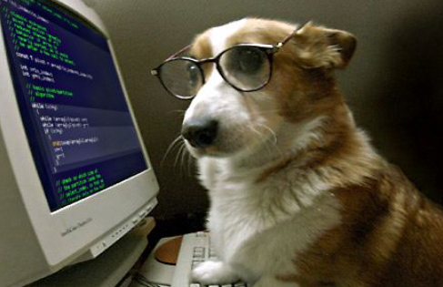 a dog in front of a computer programming